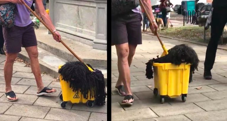 ‘Mop Dog’ Wins Halloween By Just Dressing Up As Herself