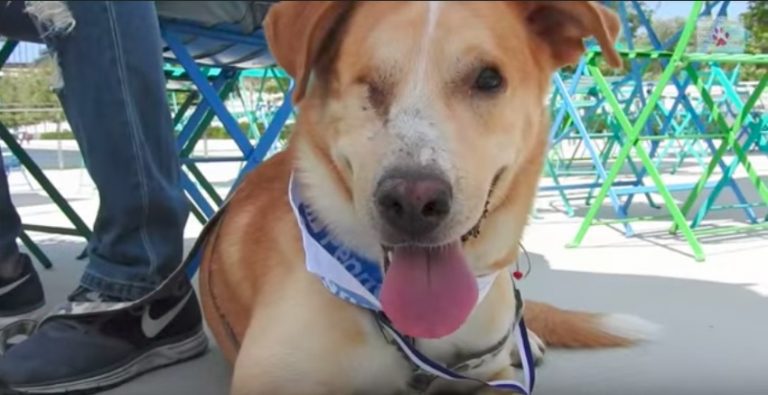 Stray Dog Who Was Shot In The Face Comes Out A Winner