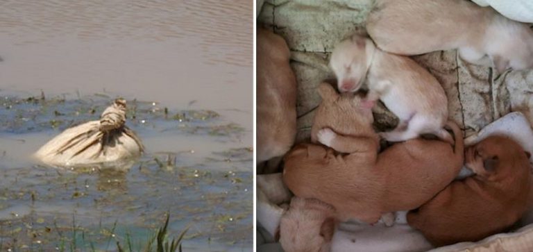 Kayakers See Potato Bag Floating In River And Hear Whimpering Puppies Inside