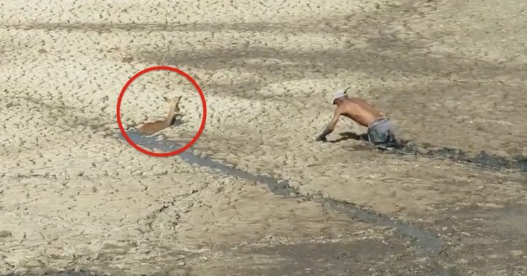 man saves deer from quicksand