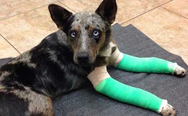 dog shows up at park ranger station with broken legs