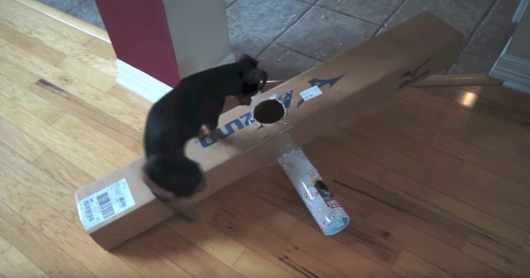 Clever Dog Solves Every Challenging Puzzle His Dad Makes For Him