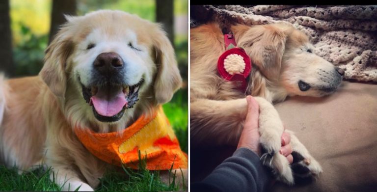 Smiley the therapy dog passes away