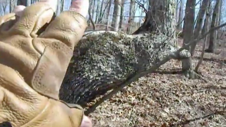 man finds native american tree marker