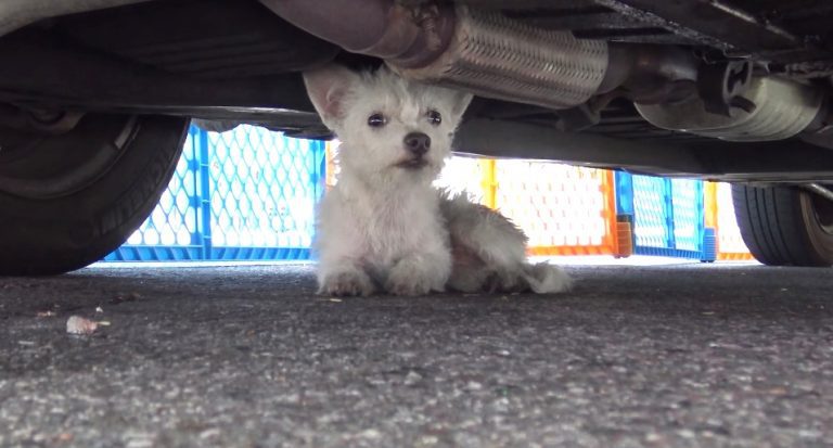 America Hope For Paws