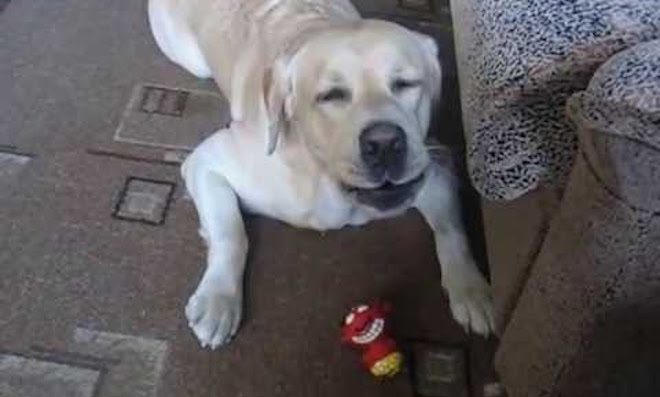Labrador Retriever Loves To Sing When He Plays With Squeaky Toy