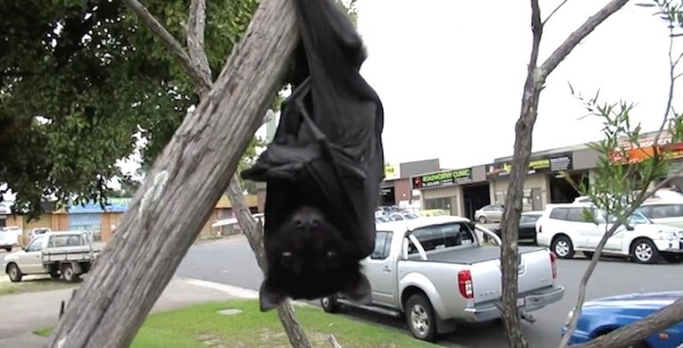 Orphaned Baby Bat Squeaks And Cries In Fear As Rescuer Comes To Saves Her