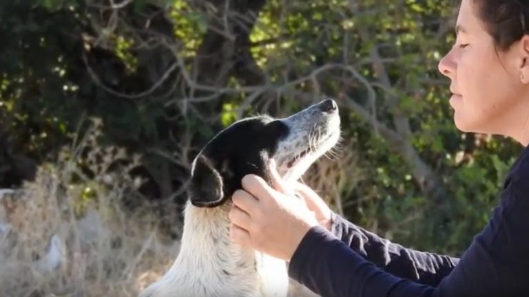 Stray Dog Who Never Gave Up Hope In People Needs Someone Who Will Love Her