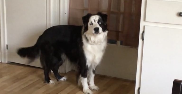 bratty dog stomps feet