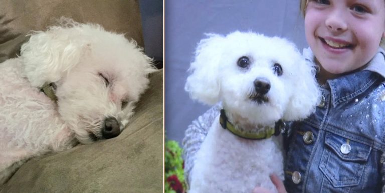 Family Devastated After Beloved Dog Mauled To Death At PetSmart Grooming Salon