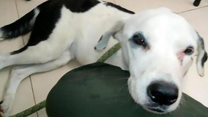Dog Dies Of A Broken Heart After Being Abandoned At Airport