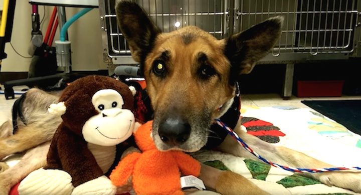 Neglected German Shepherd Who Nearly Froze To Death Has Miraculously Beaten All The Odds