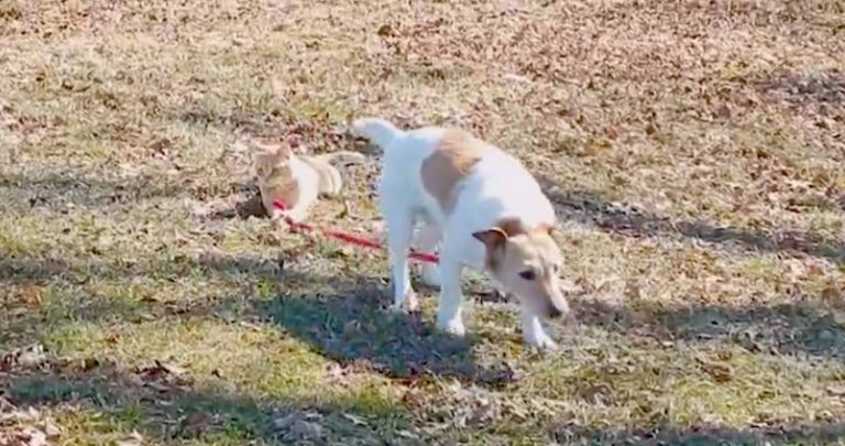 cat holds dog's leash