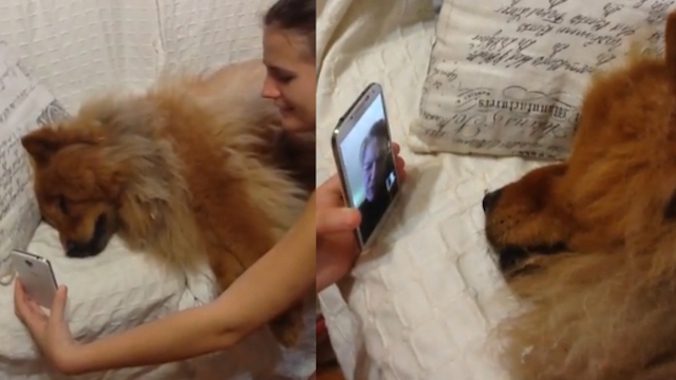 Chow Chow Has Emotional Reaction When She FaceTimes With Mom