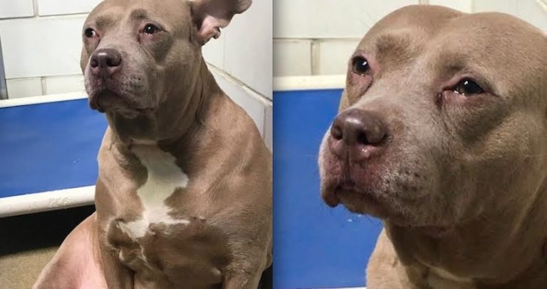 Cinnamon the dog cries