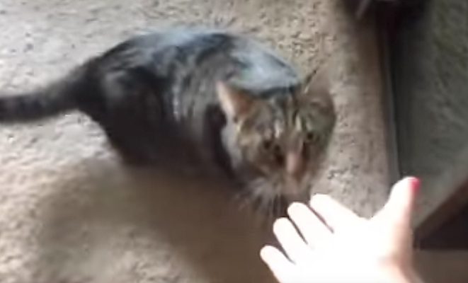 Cat Reacts After Realizing Mom Has Been Petting His Arch Enemy