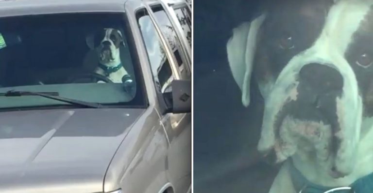 Impatient Dog Berates Owner With Car Horn At Park