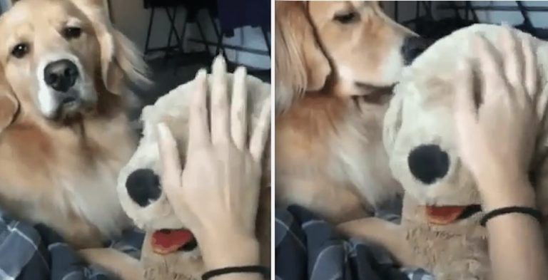 jealous dog