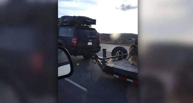 Photo Of Dog Being Towed On Open Flatbed Trailer Outrages Dog Lovers, Sparks Investigation