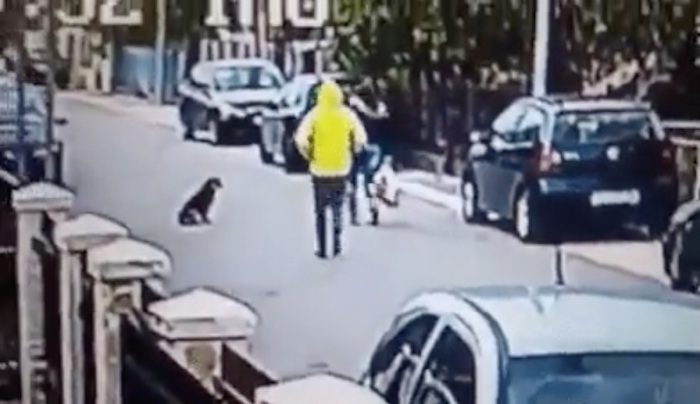 Street Dog Saves Woman From Being Robbed