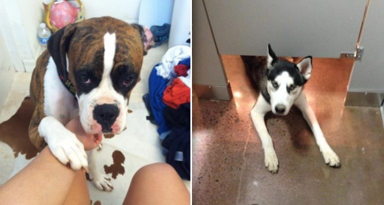 16 Dogs Who Refuse To Let Their Owners Use The Bathroom Alone