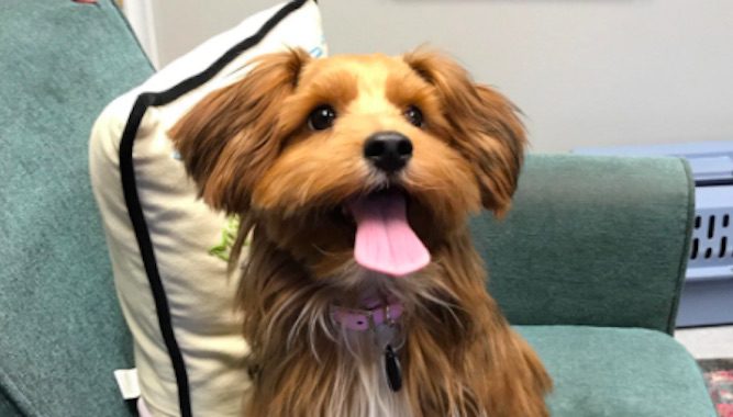 14 Dogs Who Are So Cute They Could Be Mistaken For Stuffed Toy Animals
