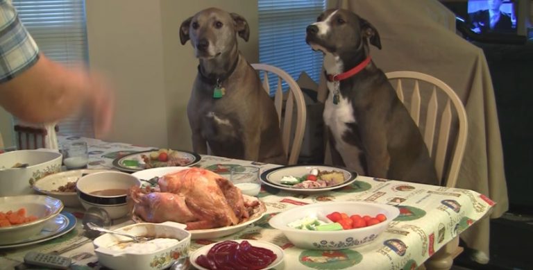 dogs have thanksgiving