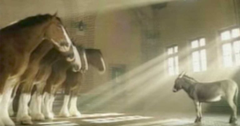 Donkey Dreams Of Being A Clydesdale In Funny Ad With Inspirational Message
