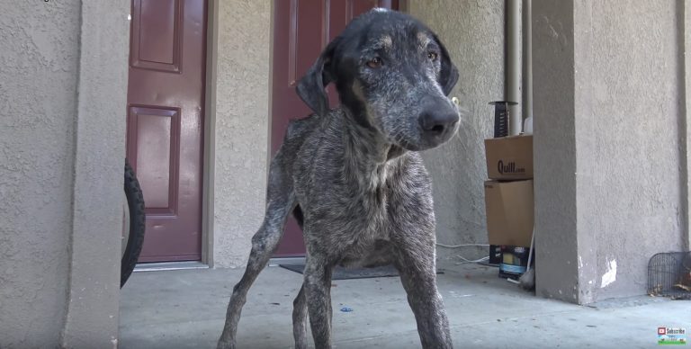 Dog Dumped In Mountains Is Rescued But Her Original Owner Thought She Had Died 2 Years Ago