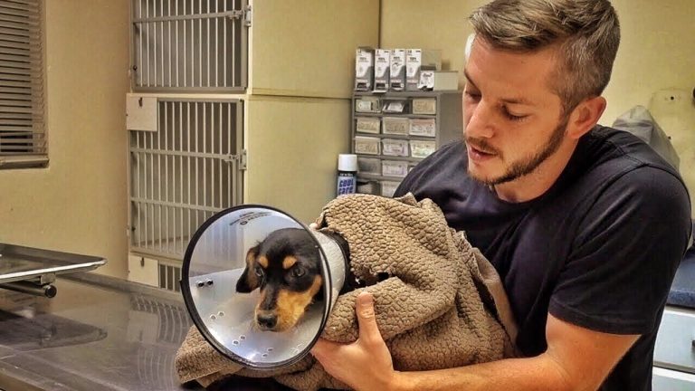 Homeless Dachshund Found With Broken Body After Surviving Hurricane Takes His First Steps Without Pain
