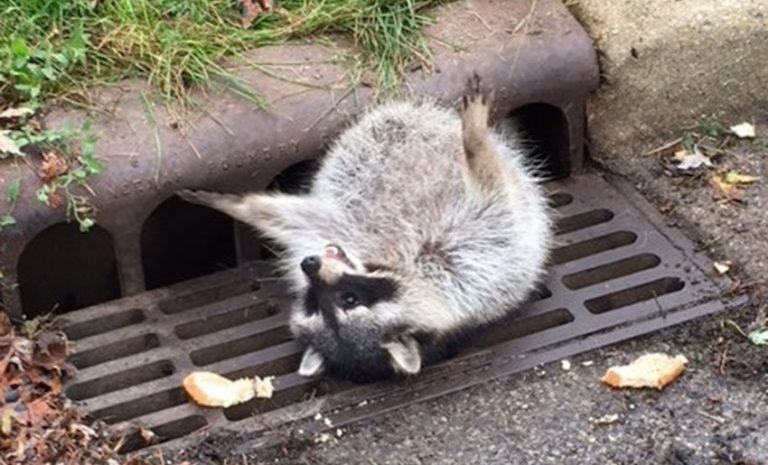 Stuck raccoon