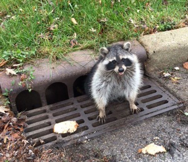 Fat raccoon stuck in grate