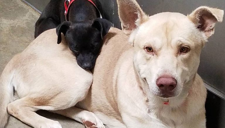 two bonded dogs rescued from shelter