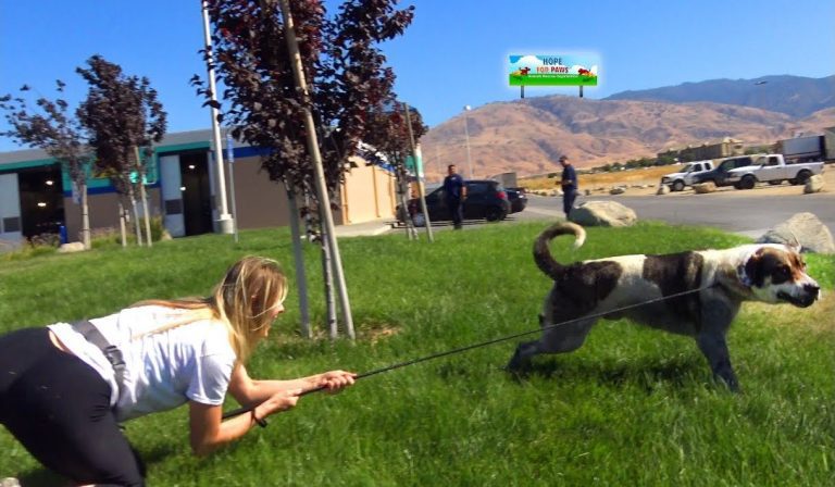 Gershwin the dog rescued by Hope For Paws