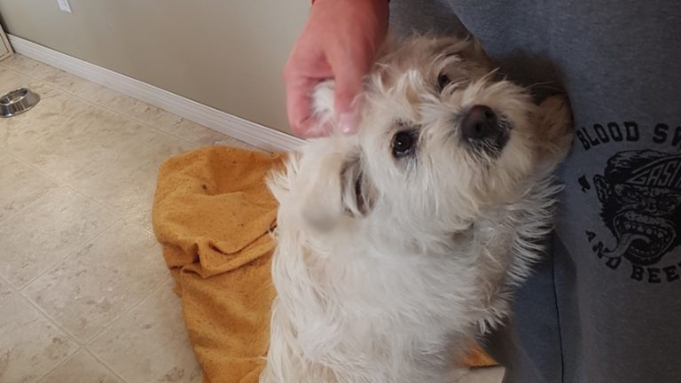 gimli rescue