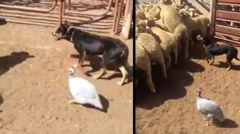 guineafowl herds sheep