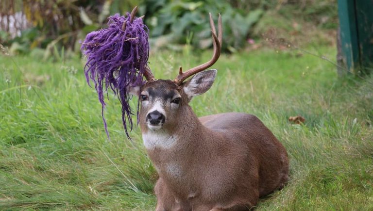 Hammy the deer