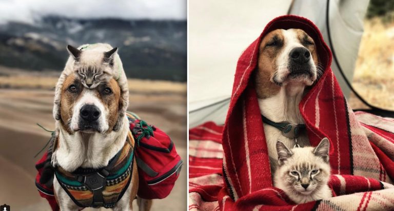 Sweet Dog Takes Care Of Adopted Kitten On Their Outdoor Adventures Together