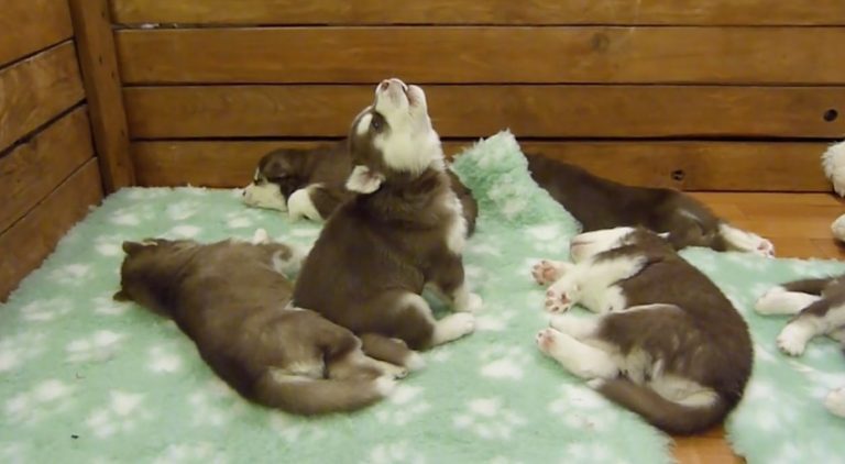 Husky Puppy Tries To Wake Up His Siblings With Adorable Howl