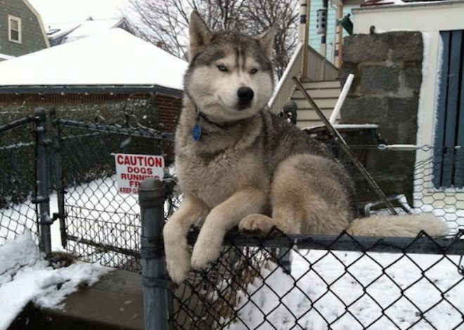 12 Times Huskies Were Caught Perching In Unusual Places