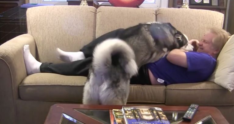 Affectionate Husky Makes Watching TV A Challenge