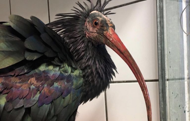northern bald ibis
