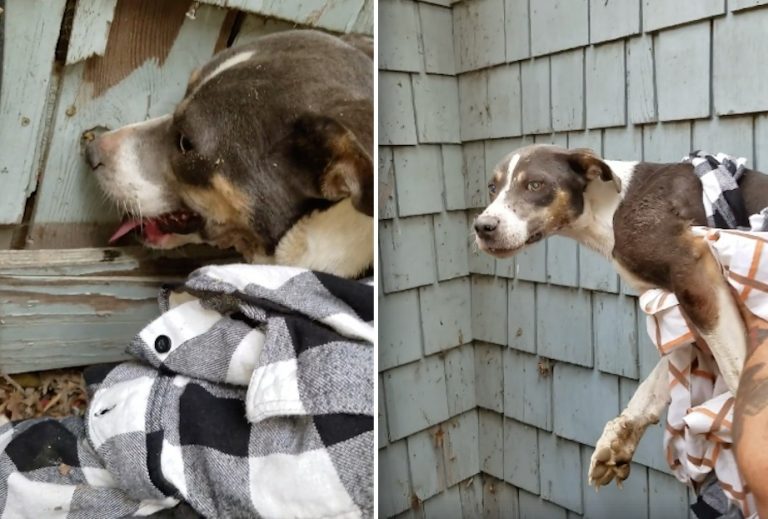 iris the dog rescue