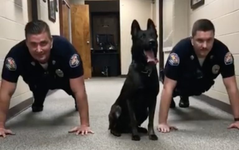 Enthusiastic Police Dog Shows His Fellow Officers How To Do Push-Ups