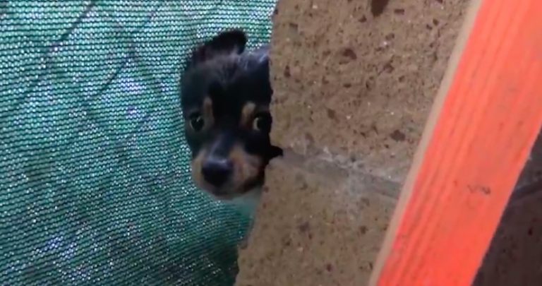 Children Take Newborn Puppies Home Not Realizing Their Stray Mom Is Looking For Them