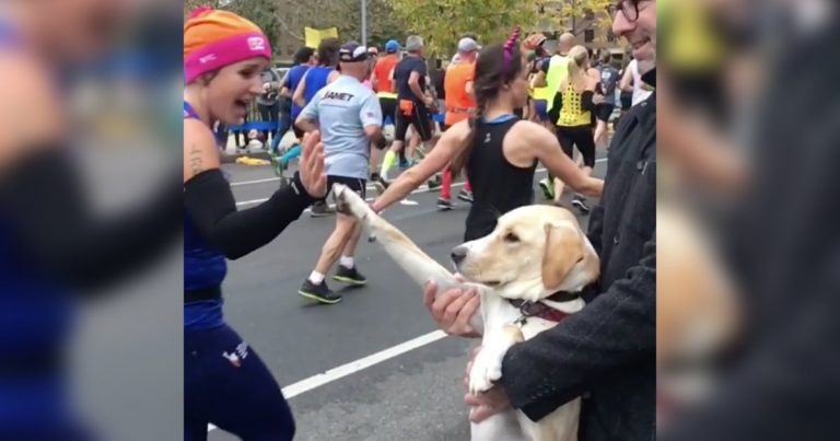 Dog Adorably ‘High-Fives’ Runners At New York City Marathon