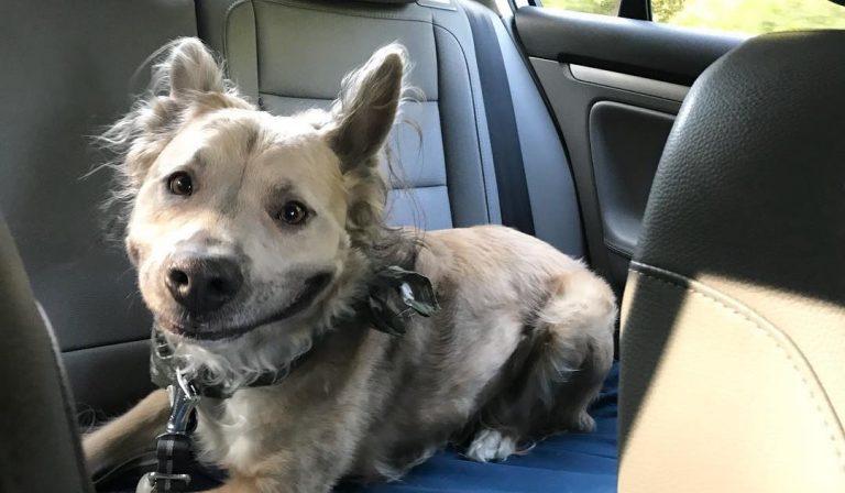 Shelter Dog With The Biggest Smile Wins Over His Mom The Second She Sees Him