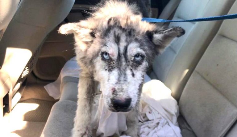 No One Stopped To Help Sick Husky Left On Highway Until Finally One Person Turned Around