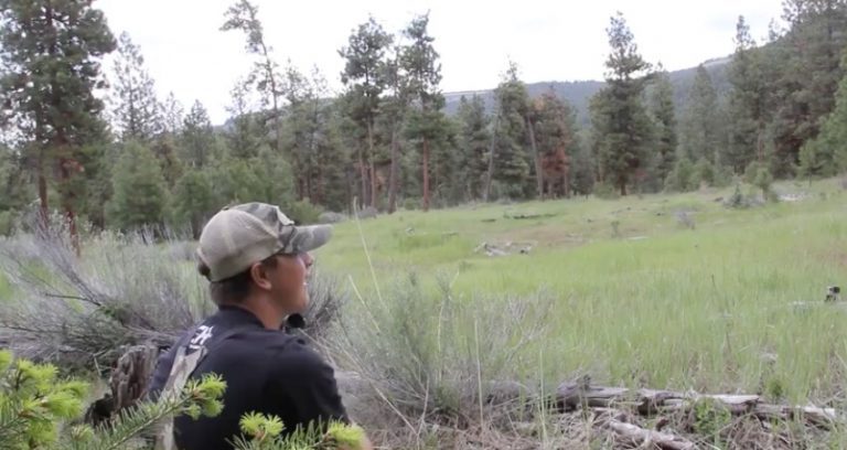 mountain lion scream