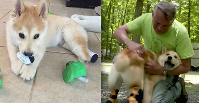 Man Drives Thousands Of Miles To Adopt Disabled Puppy Mill Survivor